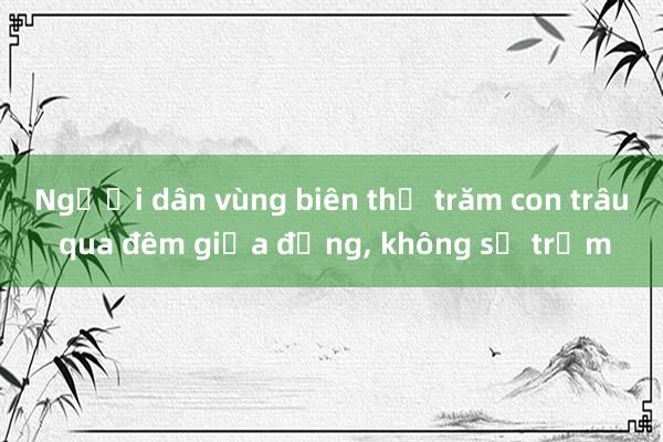 Người dân vùng biên thả trăm con trâu qua đêm giữa đồng, không sợ trộm